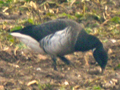 Grey-bellied Brent Goose